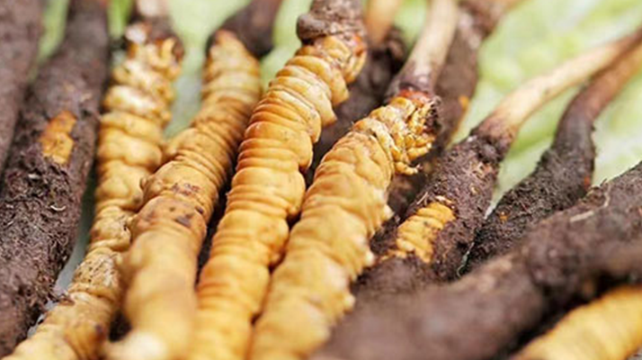 冬蟲(chóng)夏草：曬干食用還是鮮食更優(yōu)？