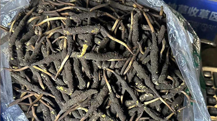 冬蟲夏草可以吃鮮的嗎？一文為你揭秘