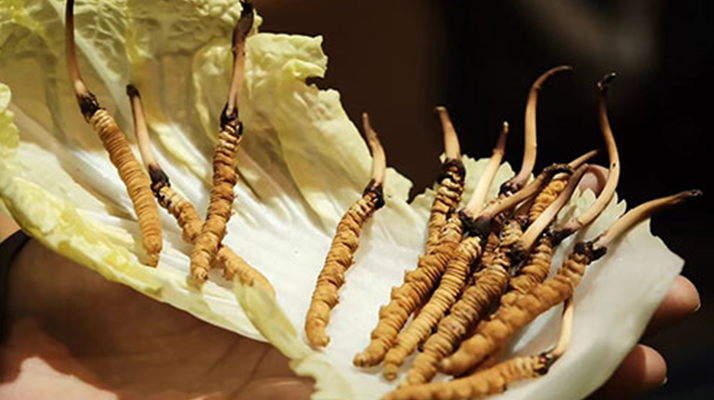冬蟲夏草：鮮草與干草誰(shuí)更勝一籌？
