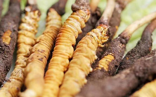 冬蟲(chóng)夏草：曬干食用還是鮮食更優(yōu)？
