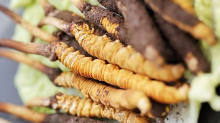 冬蟲夏草鮮草可以生吃嗎？一文解讀食用真相