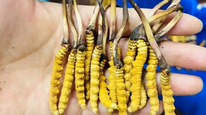 鮮冬蟲夏草出水怎么辦？實用處理指南