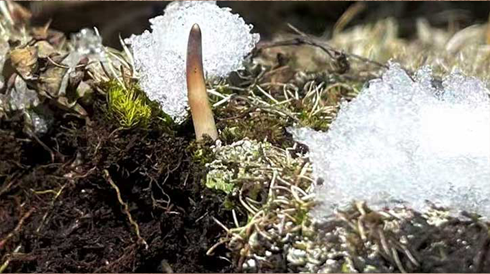 探秘雪域珍寶：最大的新鮮<a href=http://www.michaelbassetto.com/ target=_blank class=infotextkey><a href=http://www.michaelbassetto.com/s/nqcc/ target=_blank class=infotextkey>那曲冬蟲(chóng)夏草</a></a>