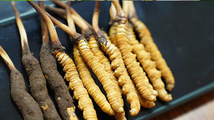 鮮冬蟲夏草什么季節(jié)最好？滋補時機大揭秘