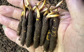 3000 條蟲草一克是幾只？深入解析蟲草規(guī)格與重量關(guān)系? ? ? ?