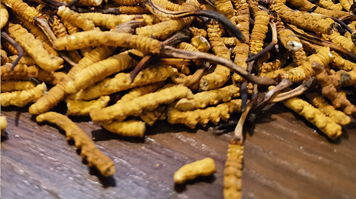 斷的冬蟲夏草有效果嗎？一文揭開真相