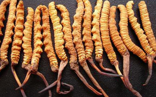 純野生冬蟲夏草多少錢一克？價格背后的秘密?