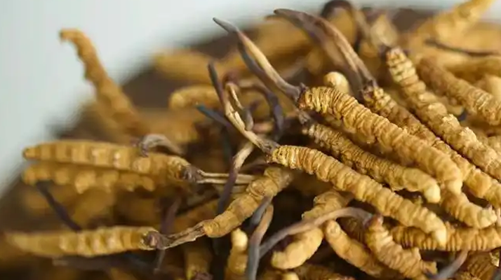 冬蟲(chóng)夏草特級(jí)多少錢(qián)一克？多因素交織下的價(jià)格探秘