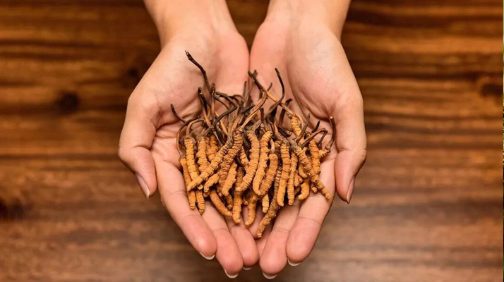 冬蟲夏草怎么食用效果好？掌握這些方法發(fā)揮最大功效