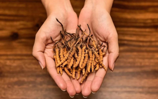 冬蟲(chóng)夏草怎么食用效果好？掌握這些方法發(fā)揮最大功效