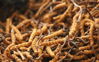 冬蟲(chóng)夏草有什么好處？解密天然滋補(bǔ)品的多重健康價(jià)值
