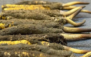 新鮮冬蟲夏草可以泡水喝嗎？正確方法與功效解析