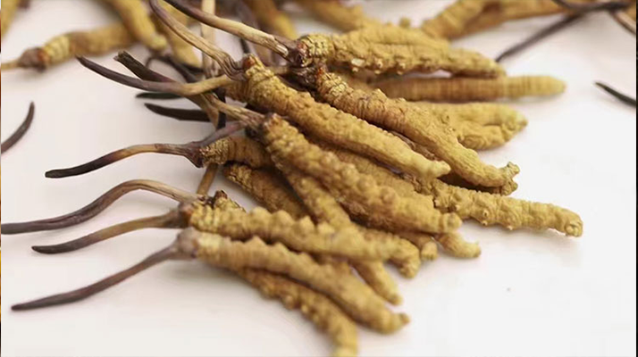 賣冬蟲(chóng)夏草的地方哪里有？全面解析購(gòu)買渠道與選購(gòu)策略