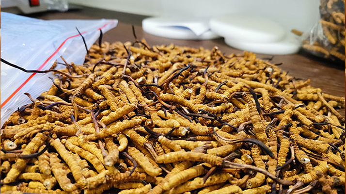 普通冬蟲夏草多少錢一斤？價(jià)格背后的品質(zhì)密碼