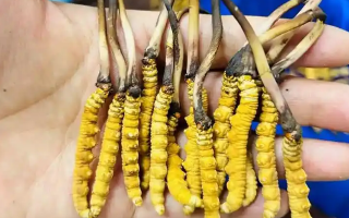 冬蟲夏草吃鮮的還是干的？一場關于自然饋贈的現(xiàn)代抉擇