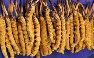 野生的冬蟲(chóng)夏草多少一斤