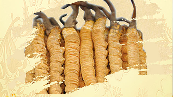 <a href=http://www.michaelbassetto.com/ target=_blank class=infotextkey>冬蟲(chóng)夏草</a>夏天如何保存