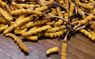 冬蟲夏草服用禁忌全解：科學(xué)搭配，安全養(yǎng)生新指南