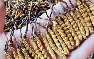 冬蟲(chóng)夏草一克大約多少條?