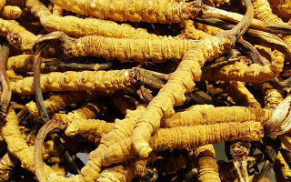冬蟲(chóng)夏草可以做什么用途