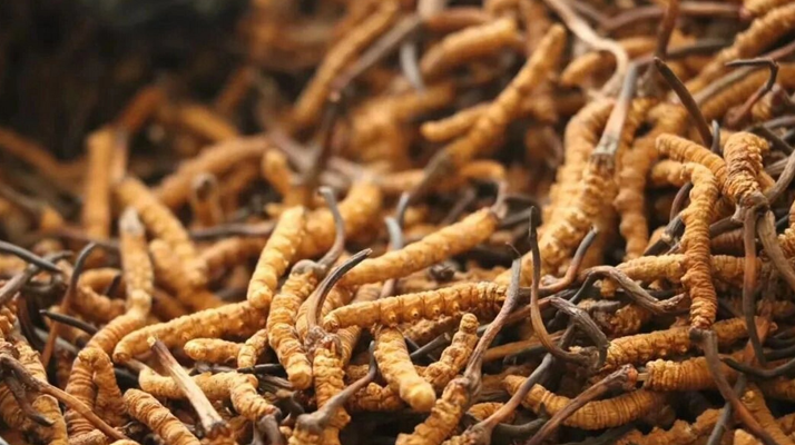 冬蟲夏草服用的五個常見誤區(qū)，很多人都中招了！