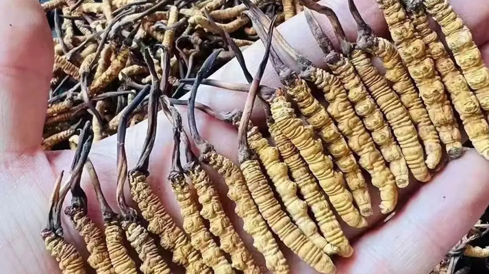 冬蟲夏草一克多少條？看懂規(guī)格，選對滋補(bǔ)品