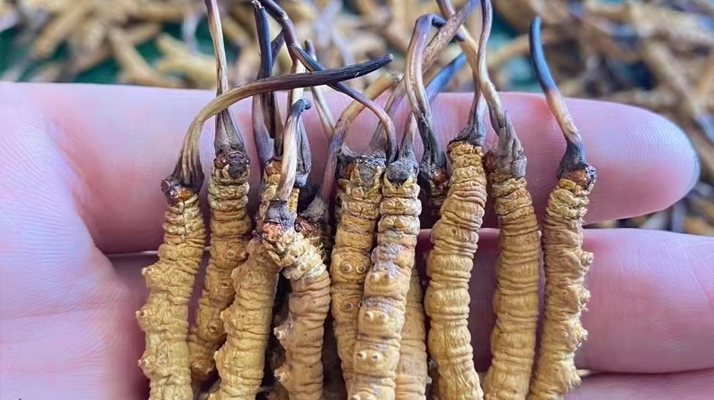 一盒冬蟲(chóng)夏草多少錢(qián)？從規(guī)格到定位的價(jià)格解析