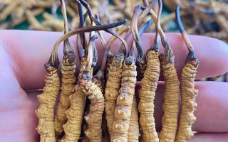 一盒冬蟲夏草多少錢？從規(guī)格到定位的價格解析