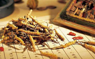 老人可以喝冬蟲夏草湯嗎？科學分析與飲用指南