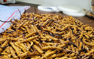 冬蟲夏草：泡水喝還是煮一下？兩種食用方式的全面對比