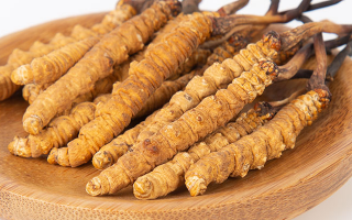 冬蟲夏草，真有那么大效果？